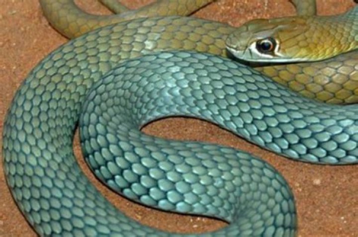 Is it legal to own venomous snakes?
