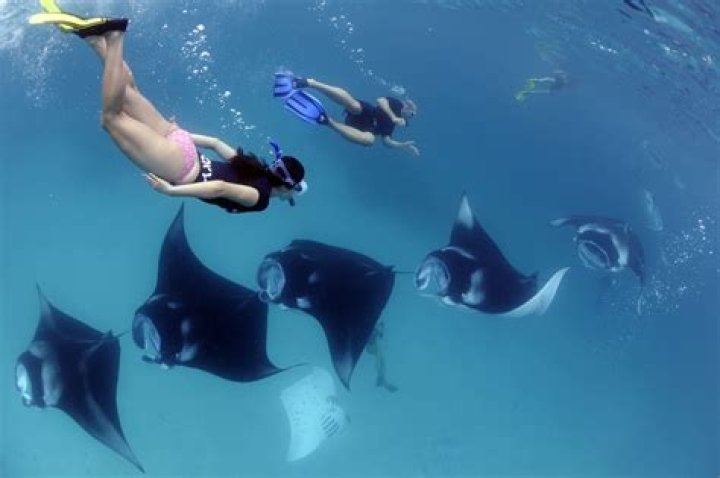 Is it safe to snorkel with stingrays?