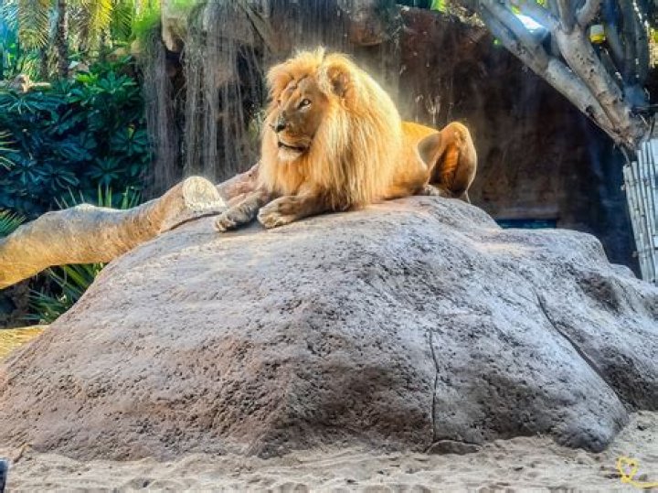 Is keto still at Loro Parque