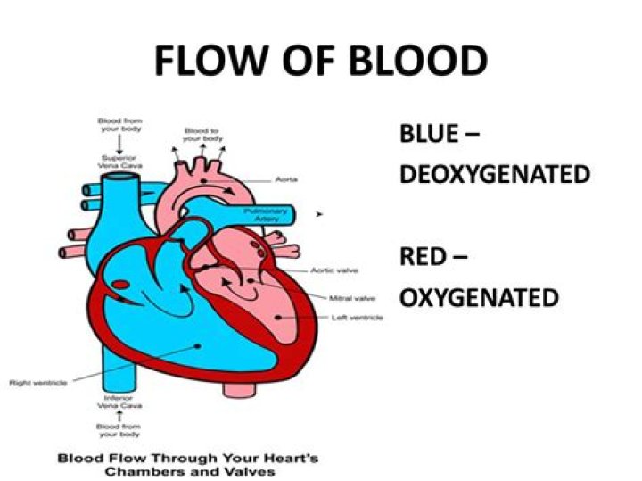 Is oxygenated blood red or blue