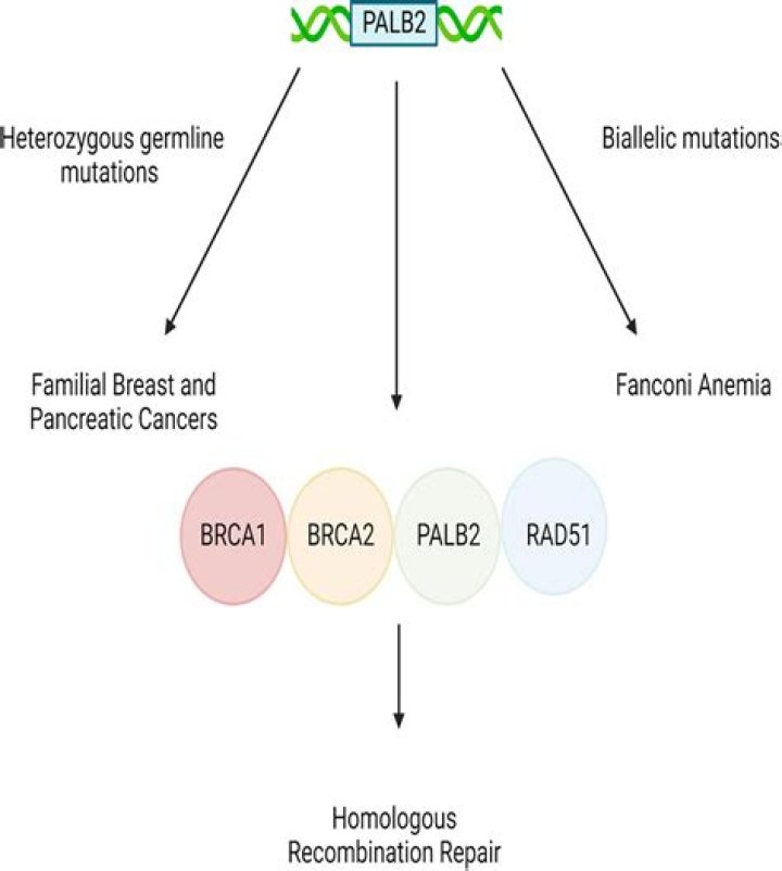 Is PALB2 the same as BRCA2?