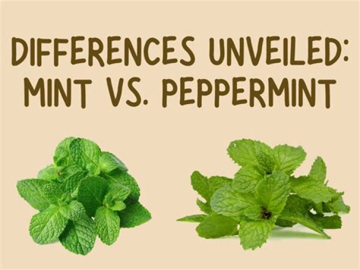 Is peppermint and mint leaves the same thing