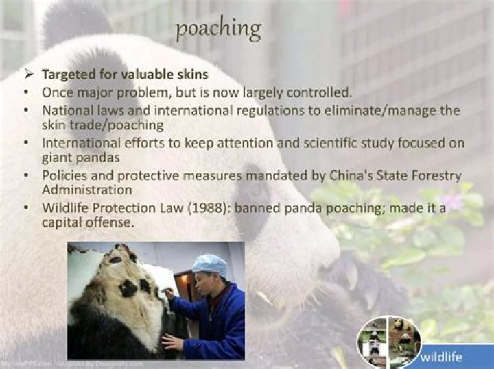 Is poaching giant pandas illegal?