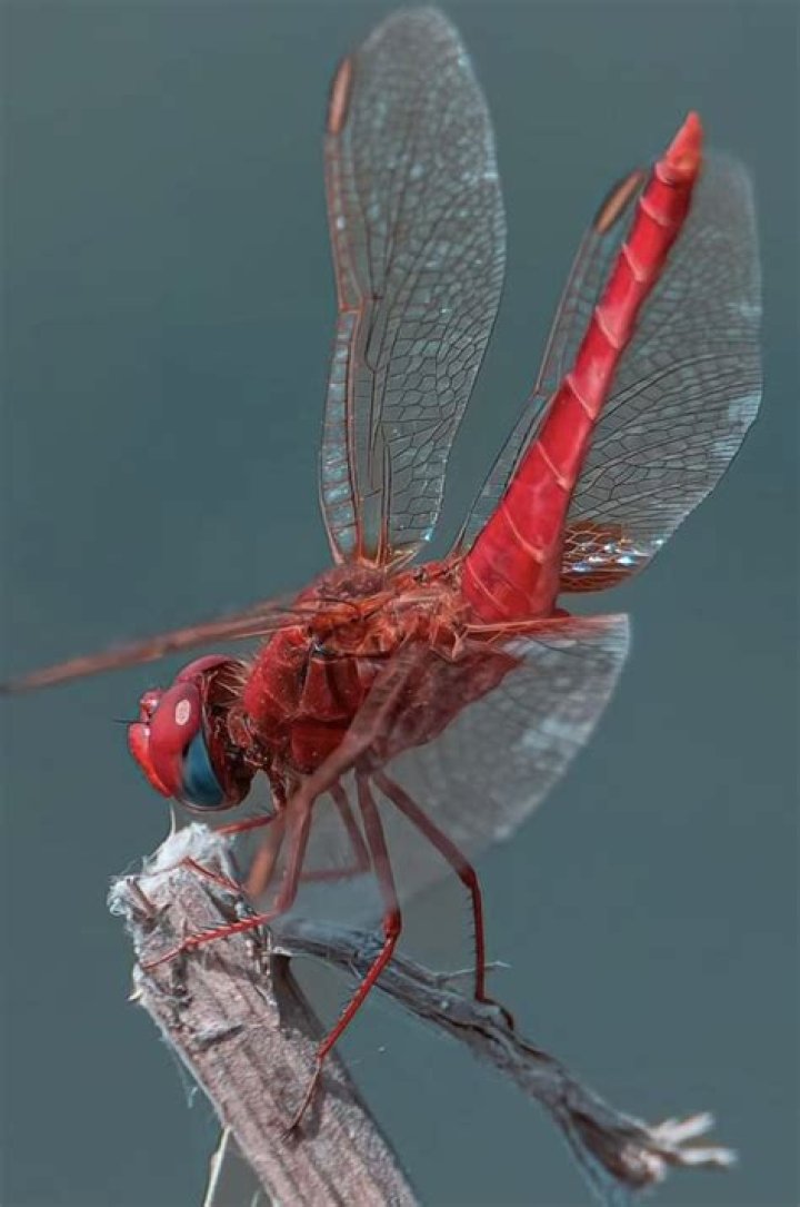 Is Red Dragonfly rare?