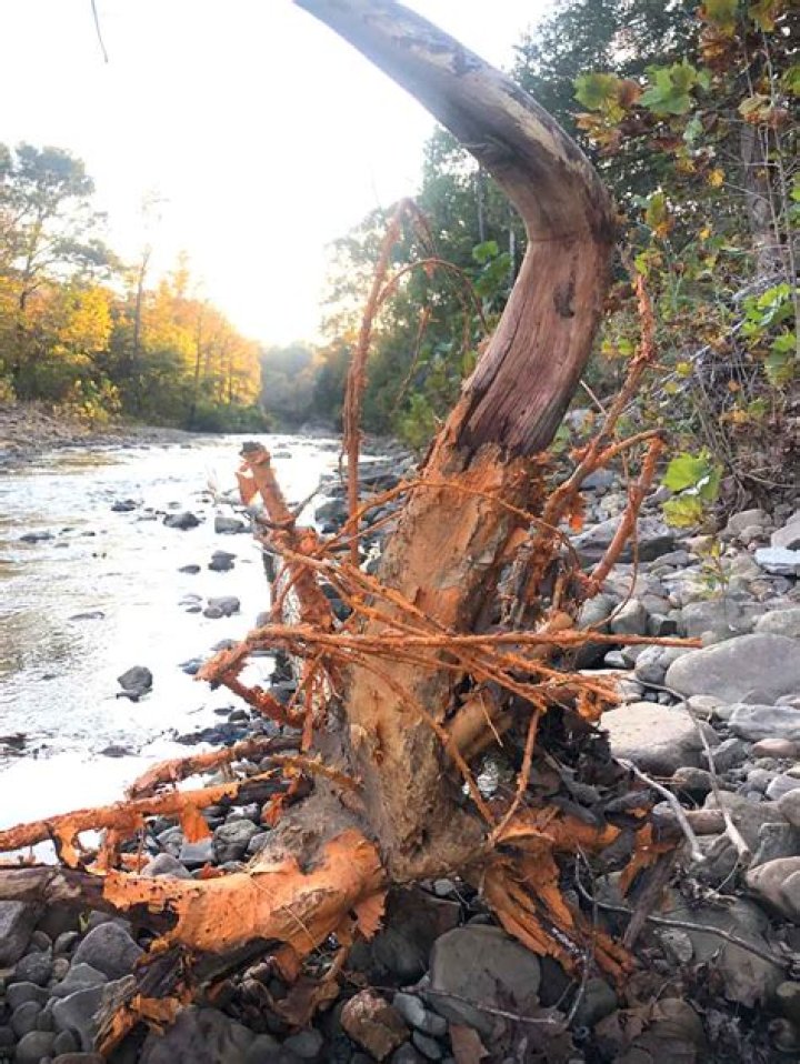 Is sassafras root bark illegal?