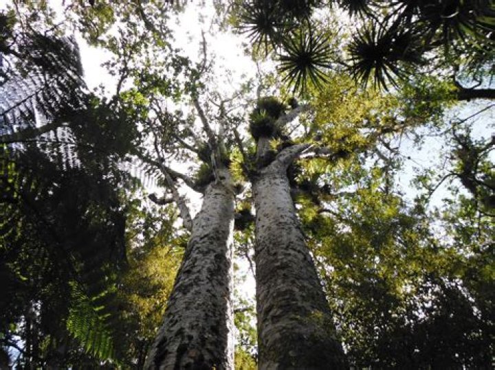 Is the kauri native to New Zealand