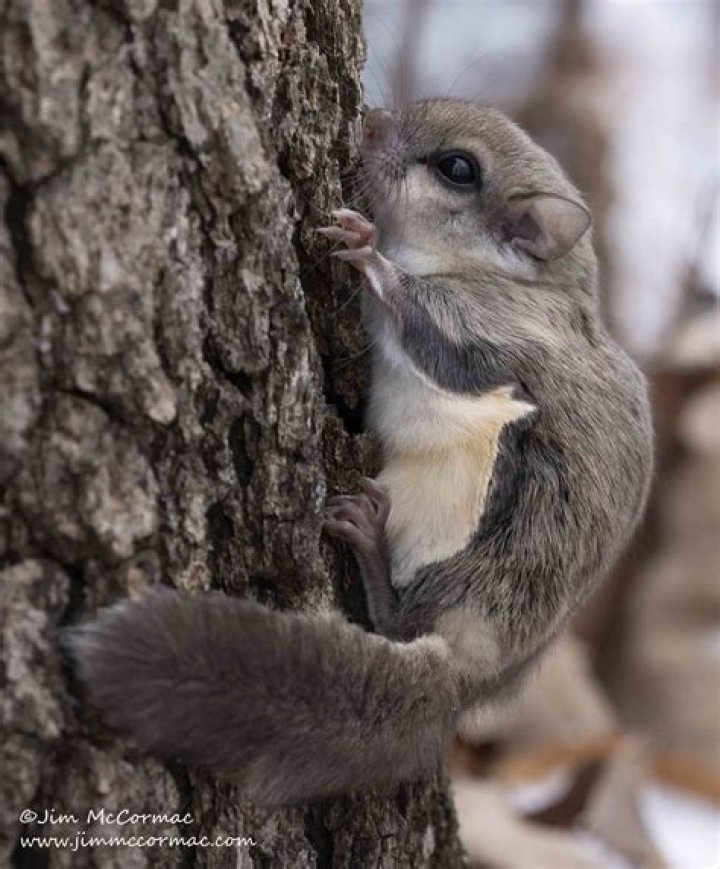 Is the Southern flying squirrel protected?