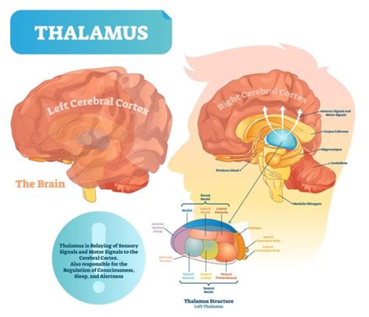 Is the thalamus responsible for memory?