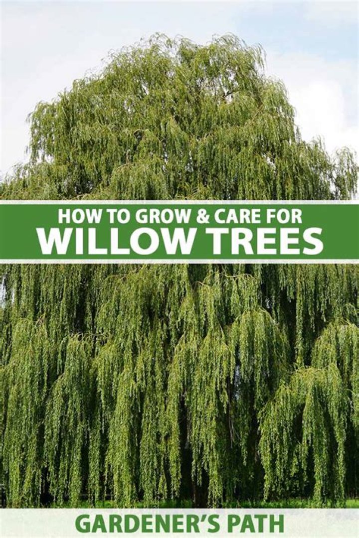 Is willow tree mulch good?