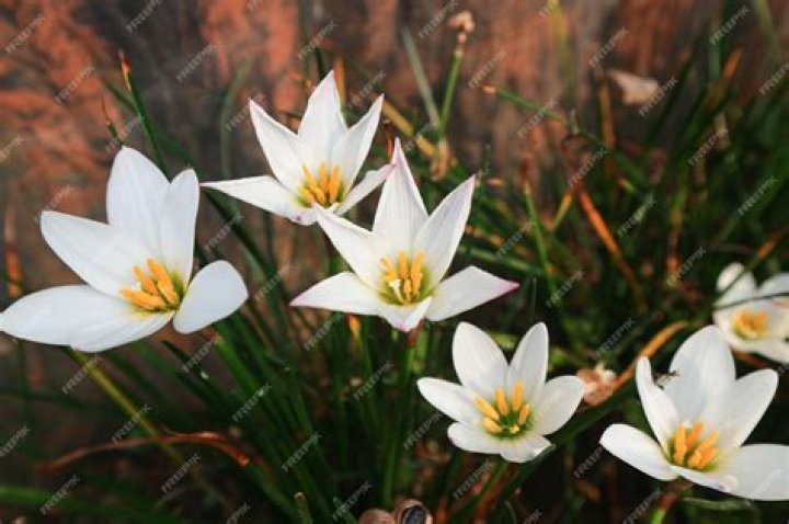 Is zephyranthes Candida poisonous?
