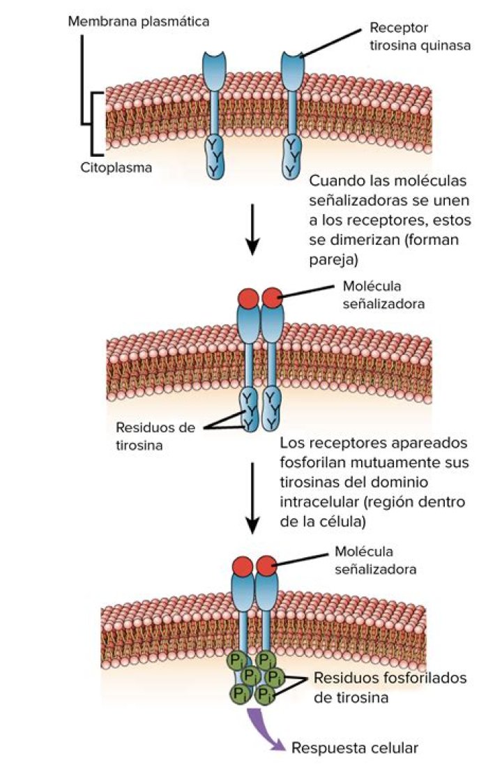 Que tipo de receptores activa la serotonina?