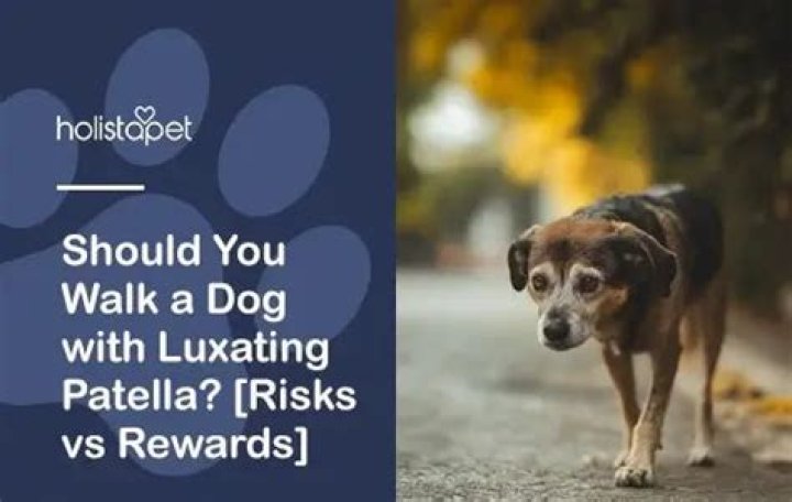 Should you walk a dog with luxating patella?