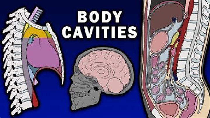 What 3 cavities make up the ventral cavity?
