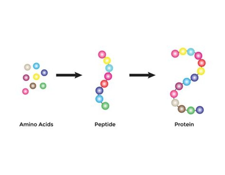 What amino acid forms the N-terminus of the protein?