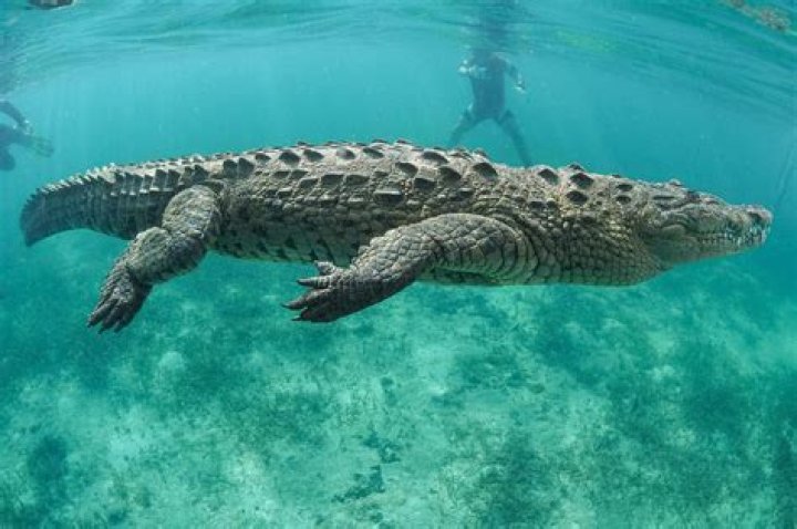 What animal can beat a saltwater crocodile?