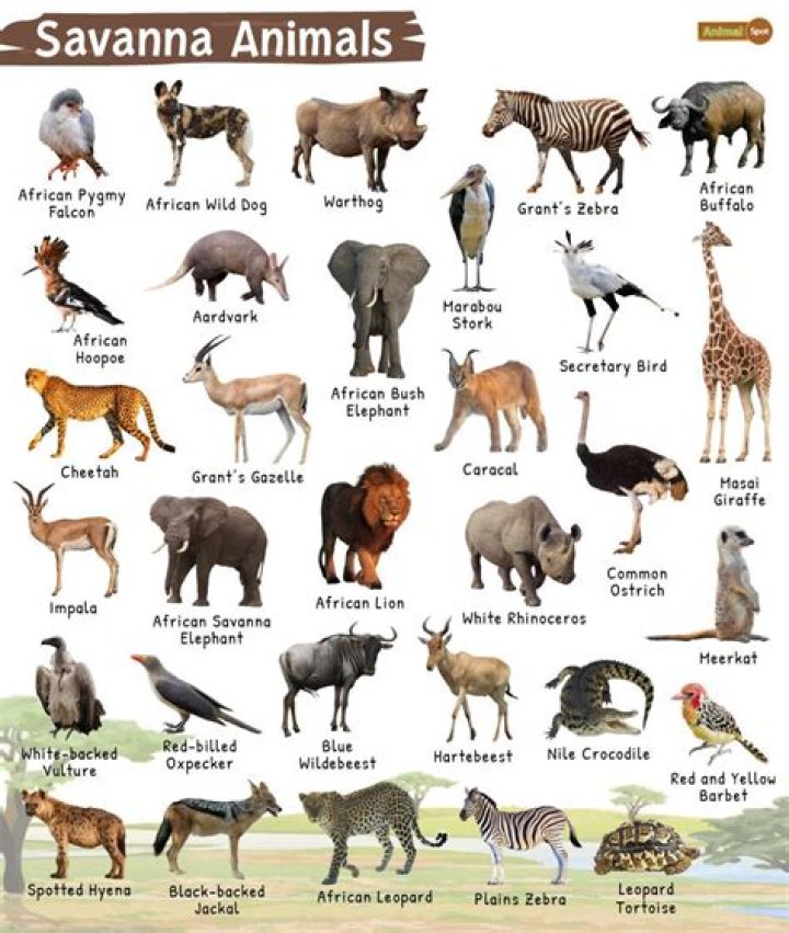 What animals are found on a ranch?