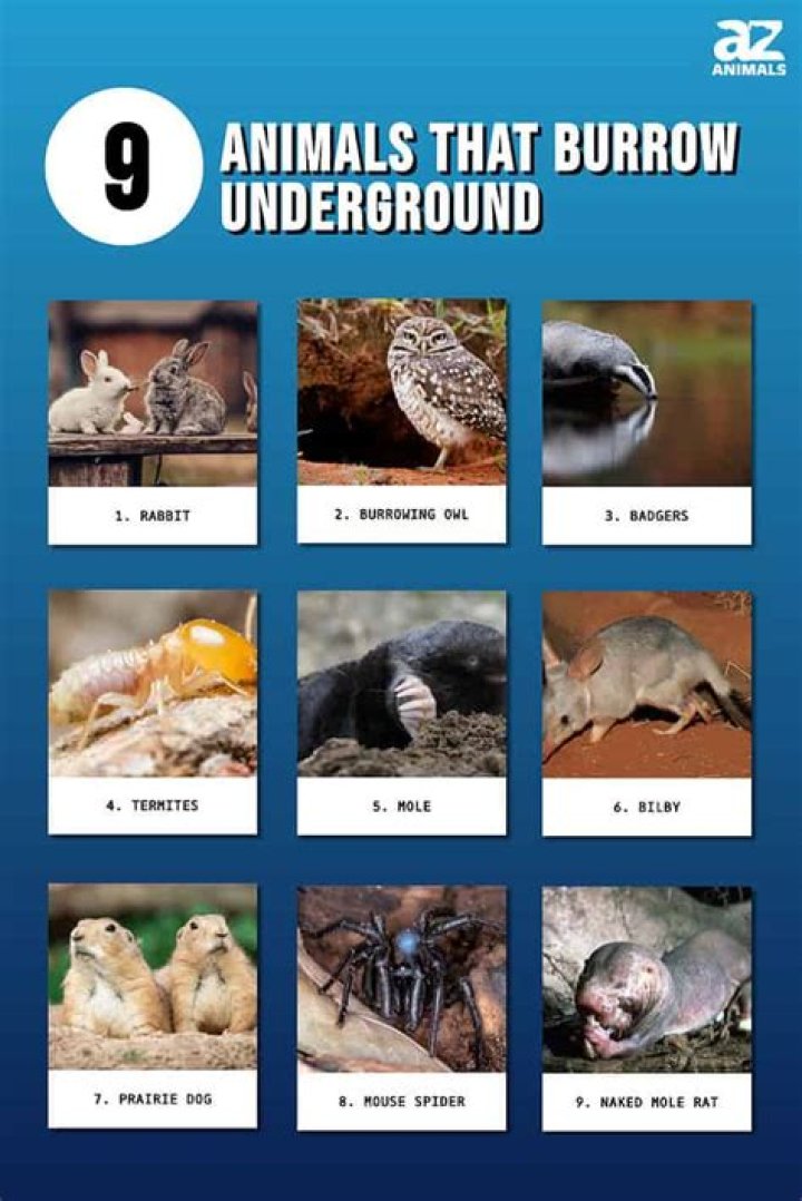 What animals dig burrows in the ground