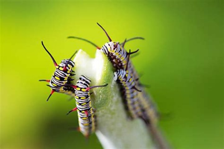 What animals eat milkweed bugs
