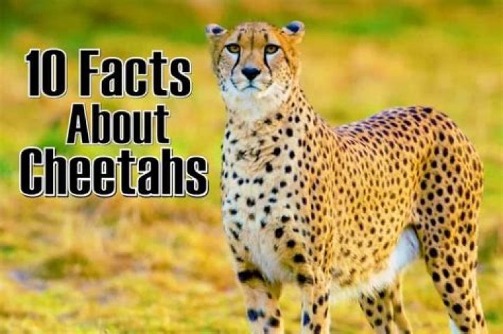 What are 5 interesting facts about Cheetah?