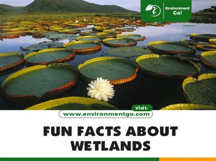 What are 5 interesting facts about wetlands?