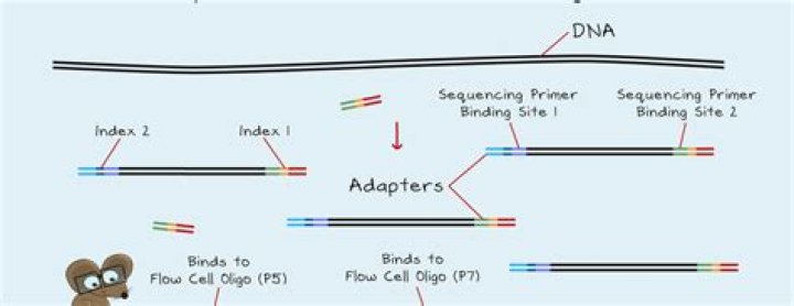 What are adapters in DNA sequencing?