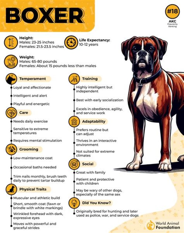 What are breed standards for boxers?