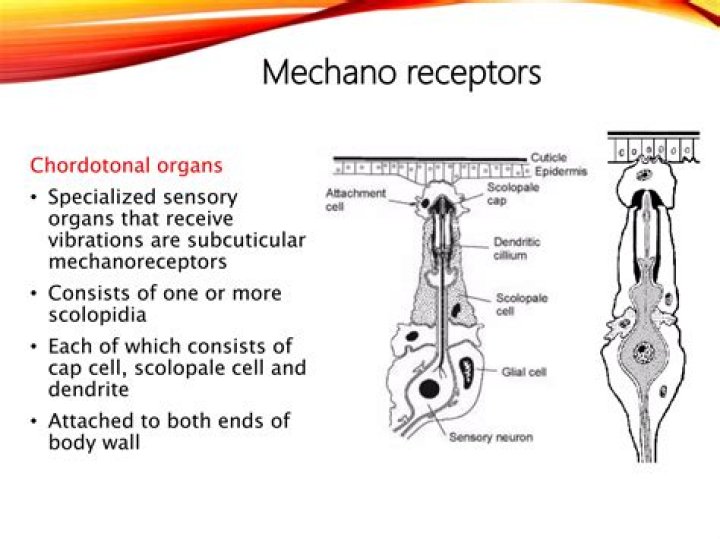 What are chordotonal organs and what are their functions?