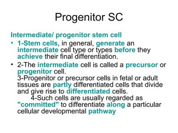 What are committed progenitor cells?