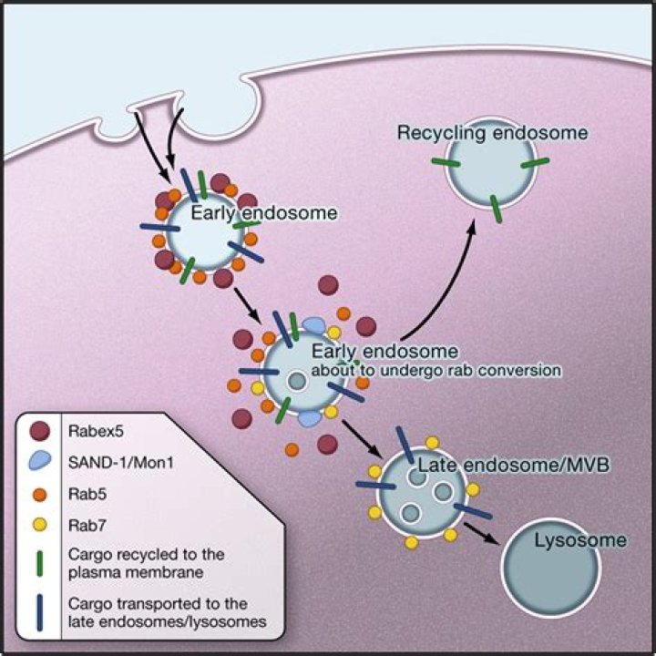 What are endosomal markers?