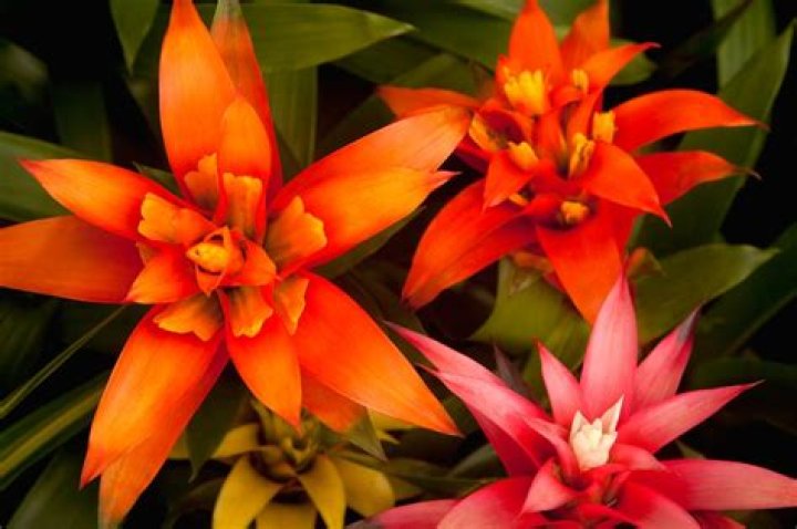 What are examples of exotic plants?