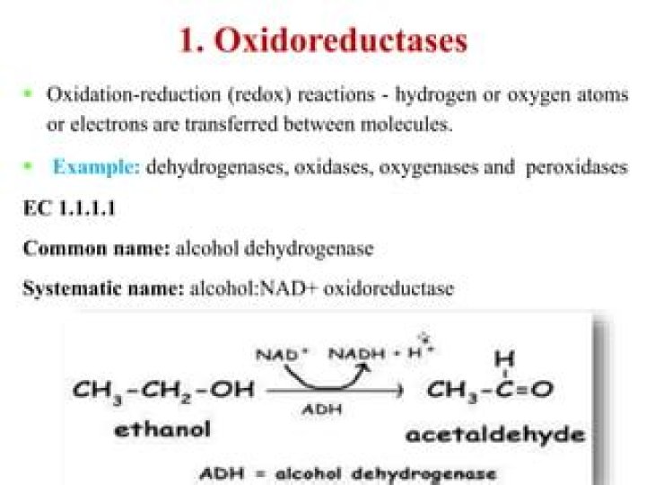 What are examples of oxidoreductases?