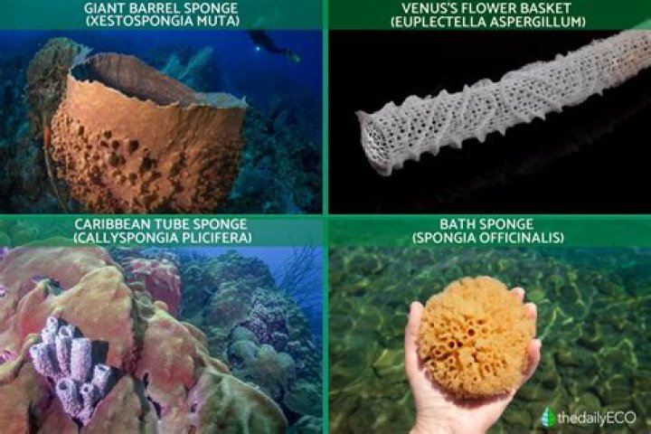 What are examples of sponges invertebrates?
