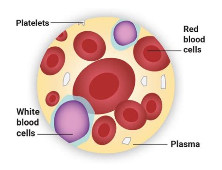 What are living blood cells called