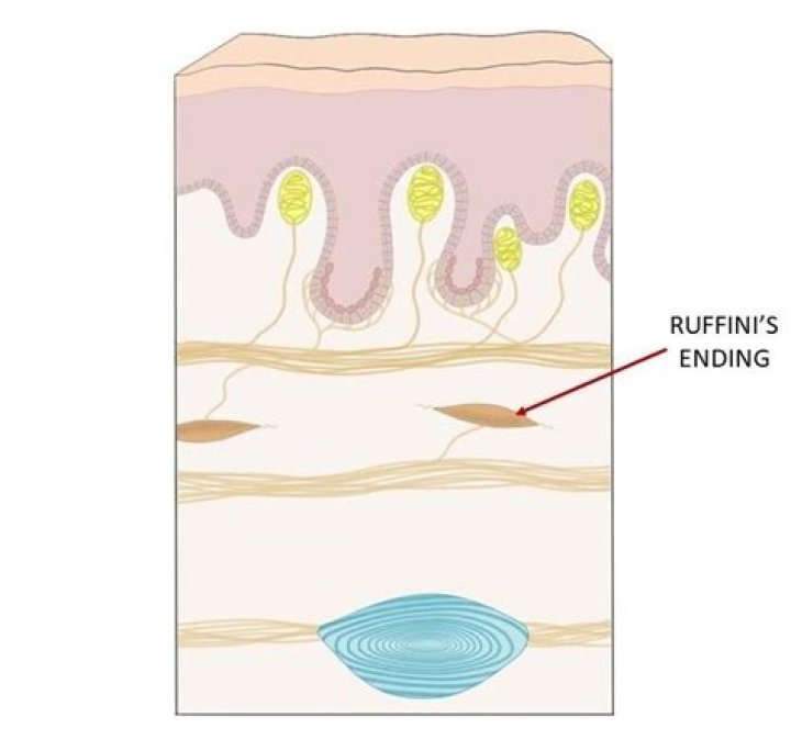 What are Ruffini corpuscles?