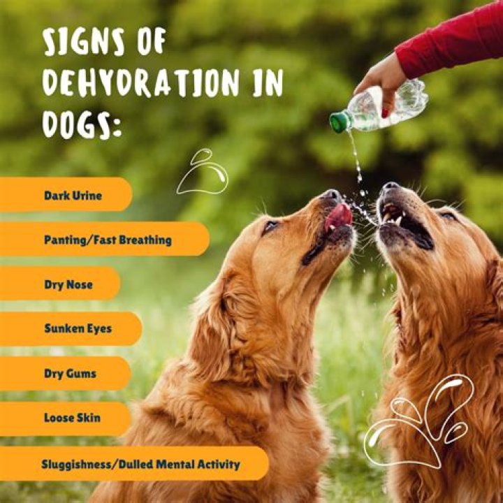 What are signs of dehydration in dogs