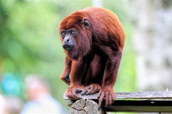 What are some carnivores of the rainforest?