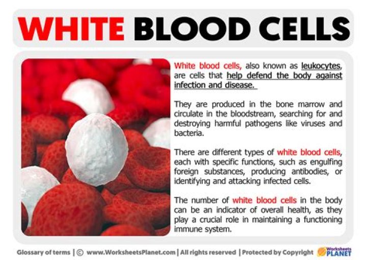 What are some facts about white blood cells?