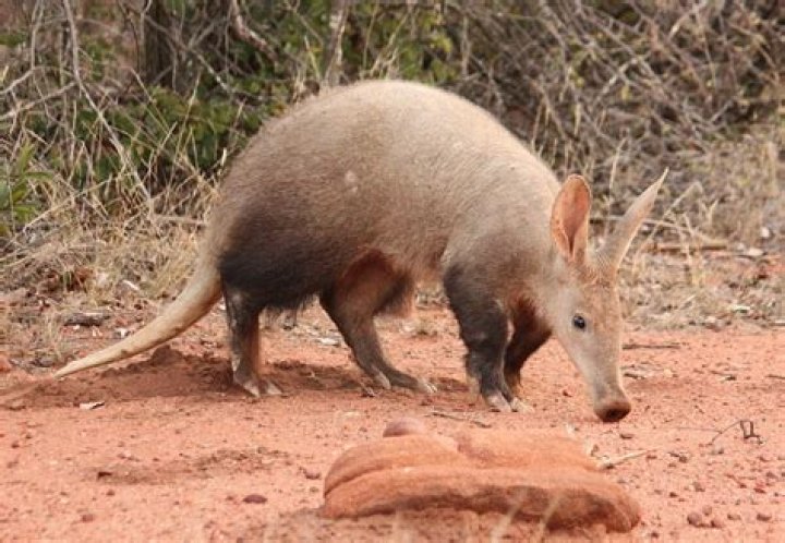 What are some interesting facts about the Aardvark?