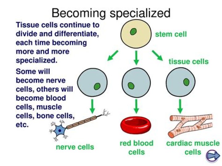 What are specialized cells in the human body?