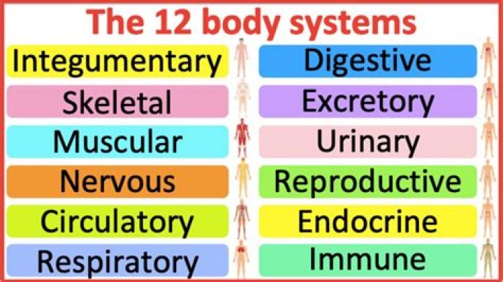 What are the 12 main systems of the human body?