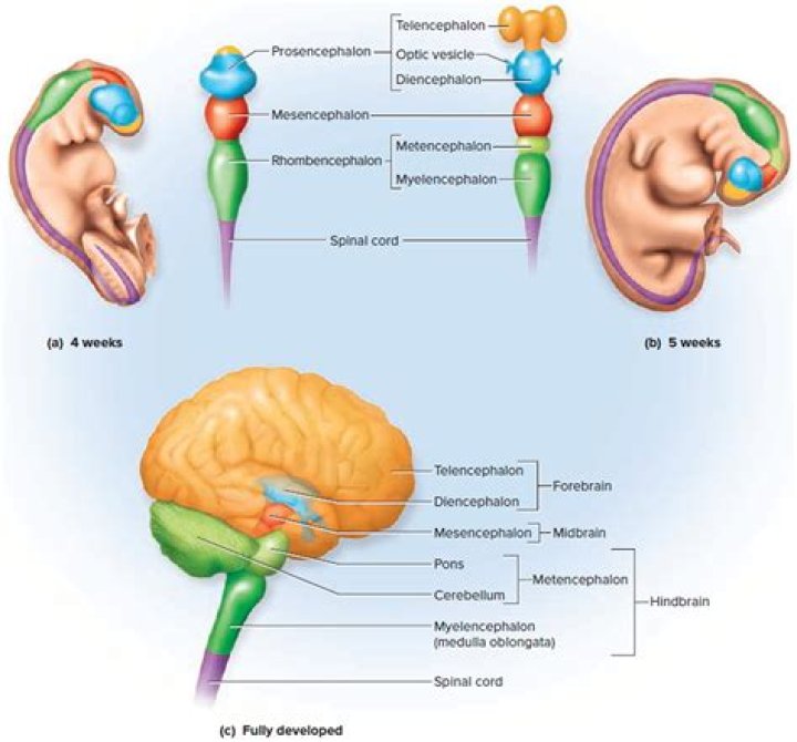 What are the 3 embryonic regions of the brain?