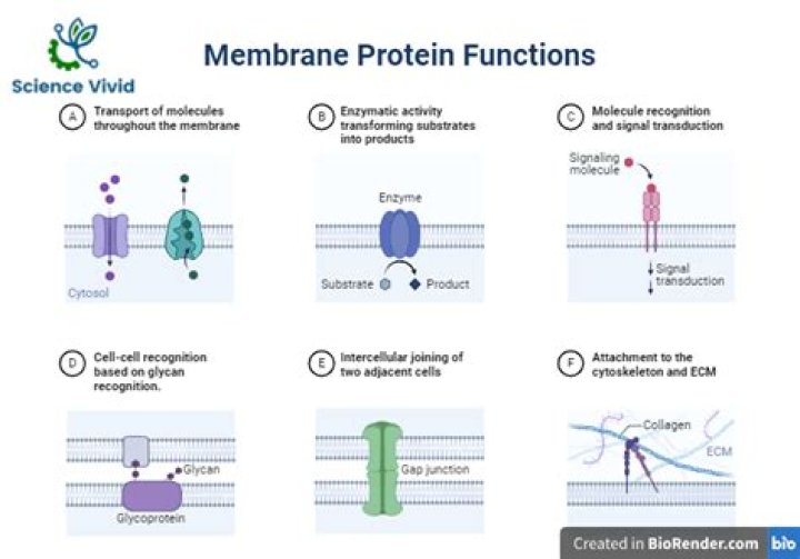 What are the 3 functions of membrane proteins?