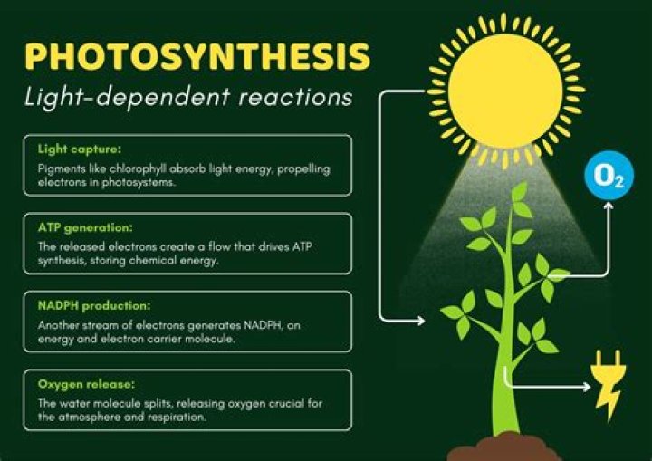 What are the 3 main steps of photosynthesis?