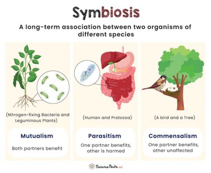 What are the 3 main types of symbiosis?