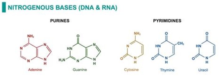 What are the 4 nitrogenous bases in a strand of DNA?