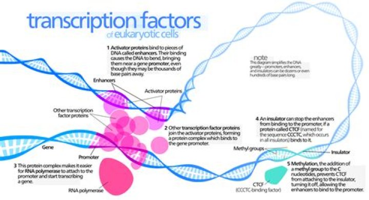 What are the 4 transcription factors?