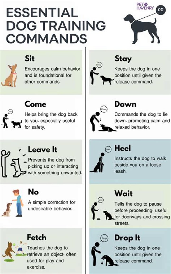 What are the 5 basic dog commands?