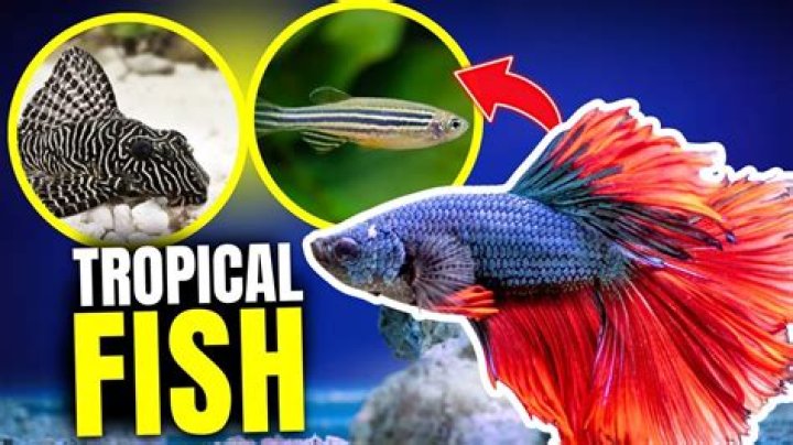 What are the best tropical fish to start with