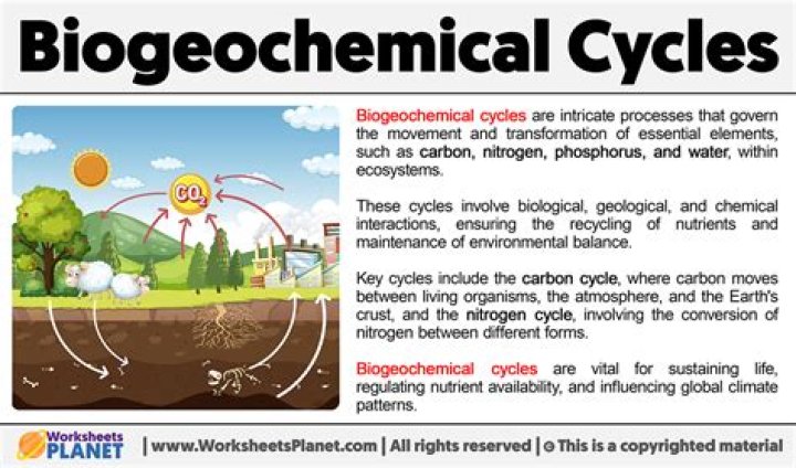 What are the biogeochemical cycles and why are they important