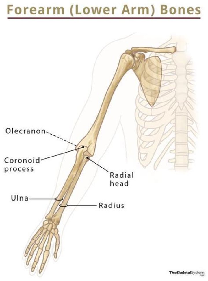 What are the bones of the lower arm
